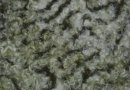 Tissu fourrure